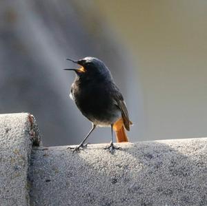 Black Redstart