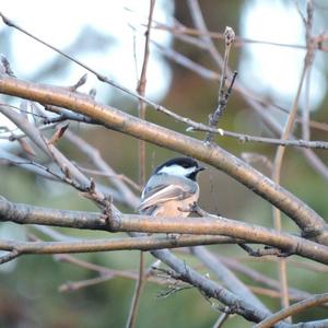 Black-capped Chickadee