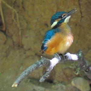 Common Kingfisher