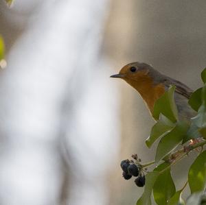 European Robin