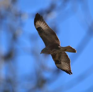 Mäusebussard