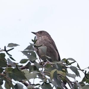 Spotted Flycatcher