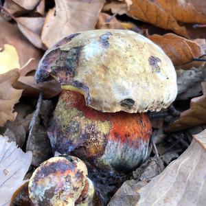 Dotted-stem Bolete