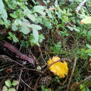 Chanterelle, Common