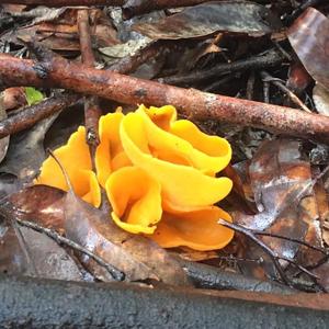 Orange Peel Fungus