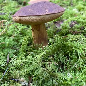 Bay Bolete