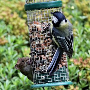 Great Tit