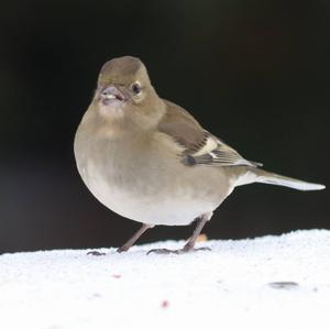 Eurasian Chaffinch