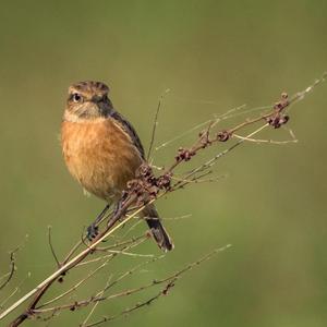 European stonechat