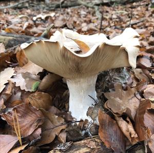 Cloudy Clitocybe