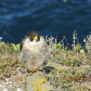 Peregrine Falcon