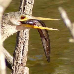 Amerikanischer Schlangenhalsvogel