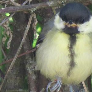 Great Tit