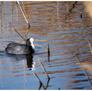 Common Coot