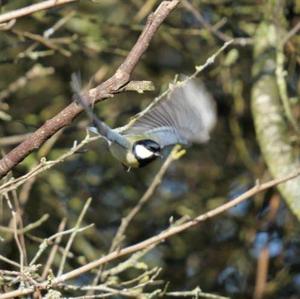 Great Tit