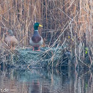 Mallard