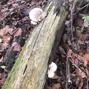 Oyster Mushroom