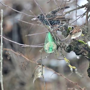 Common Starling