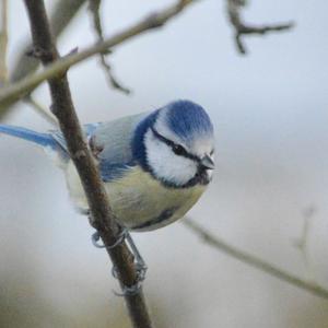 Blue Tit