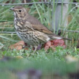 Song Thrush