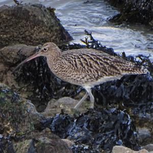 Regenbrachvogel