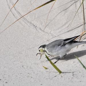 White Wagtail