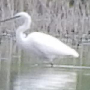 Great Egret