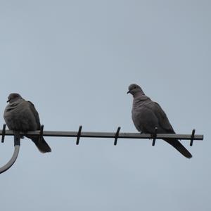 Eurasian Collared-dove