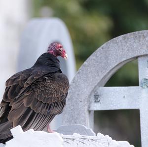 Turkey Vulture