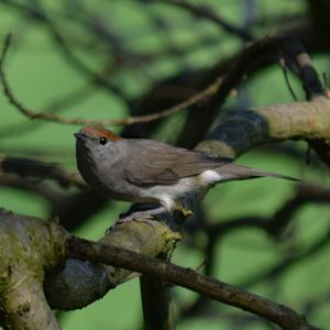 Blackcap