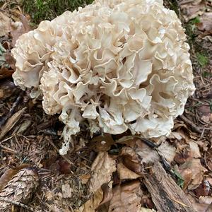 Rooting Cauliflower Mushroom