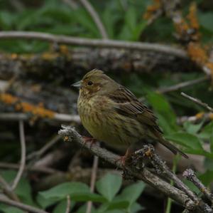 Yellowhammer