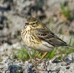 Meadow Pipit