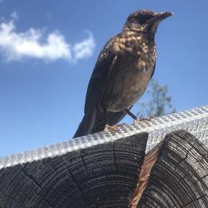 Eurasian Blackbird