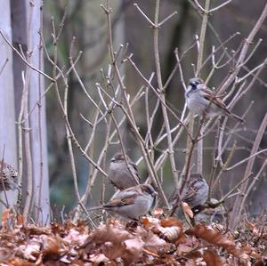 House Sparrow