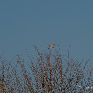 Great Grey Shrike