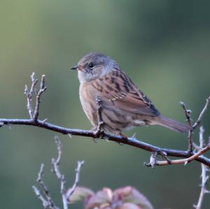 Hedge Accentor