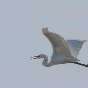 Great Egret