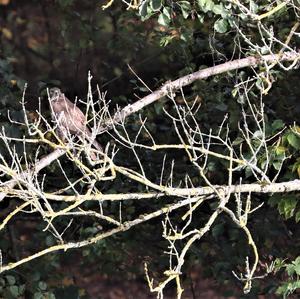 Common Buzzard