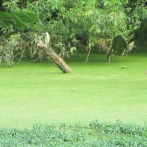 Squacco Heron