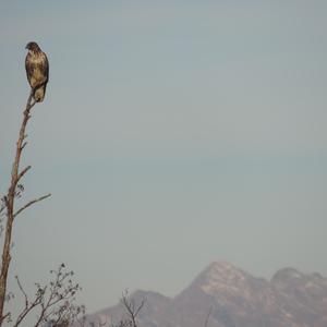 Western Marsh-harrier