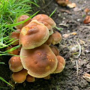 Unknown Species