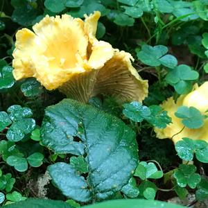 Chanterelle, Common