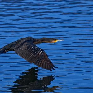 Great Cormorant