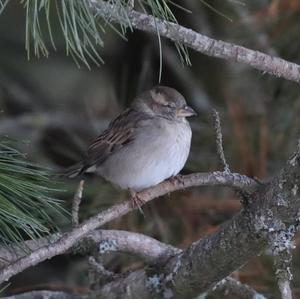 House Sparrow