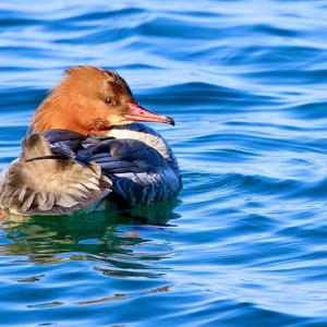 Common Merganser