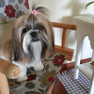 Shih Tzu