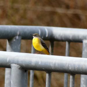 Grey Wagtail