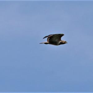 Common Buzzard