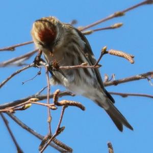 Common Redpoll